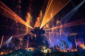 Forest - Winterlights